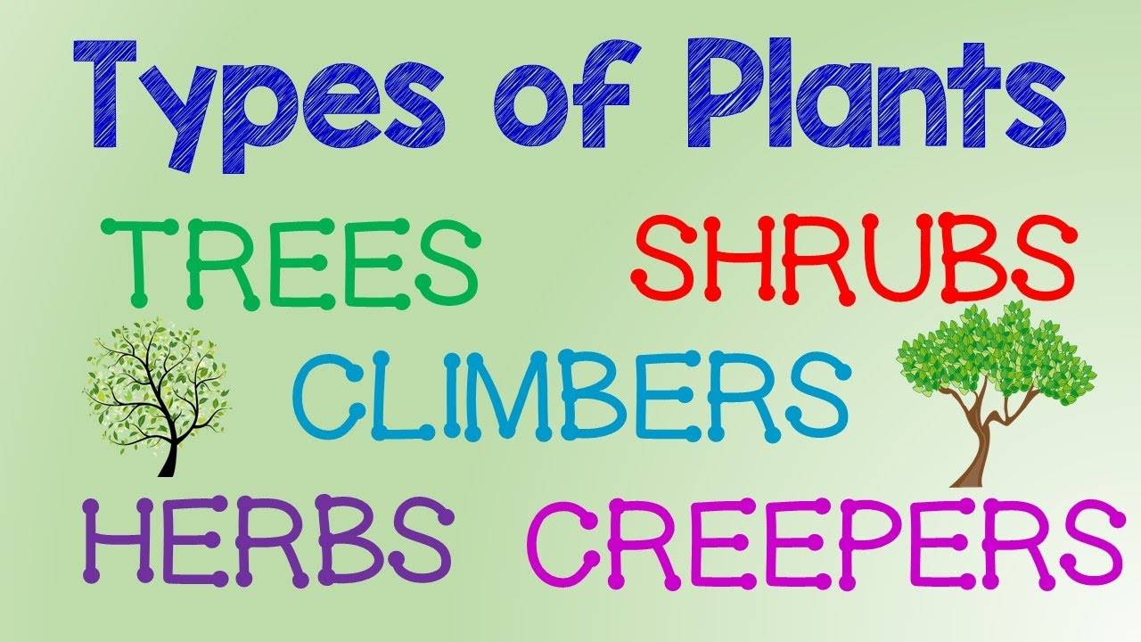 Plants Around Us – Types Of Plants, Parts Of Plants – Aatoons Kids