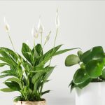 Plants & Flowers – Home Decoration & Improvement – Ikea
