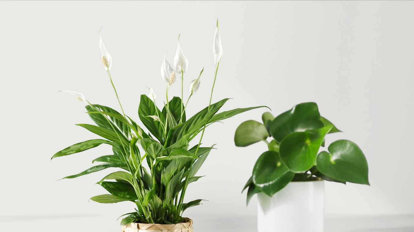 Plants & Flowers - Home Decoration & Improvement - Ikea