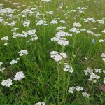 Plants Of Common Yarrow – Achillea Millefolium – T.o.g