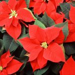 Poinsettia | Description, Flower, Christmas, Poisonous, & Facts