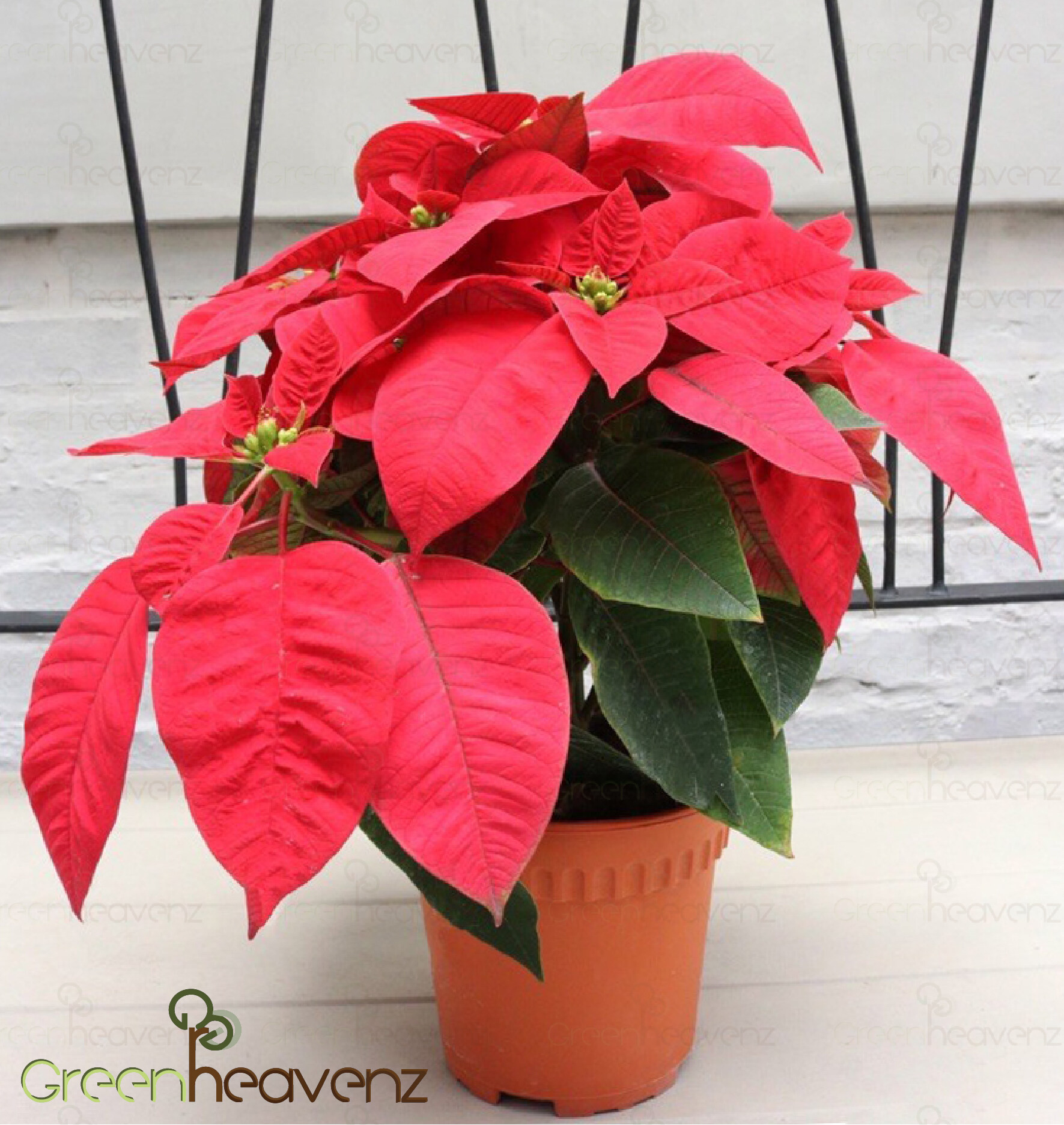 Poinsettia Plant Live Price & Promotion Dec 2022|Biggo Malaysia