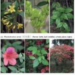 Poisoningtoxic Plants In Hong Kong: A 15 Year Review | Hkmj