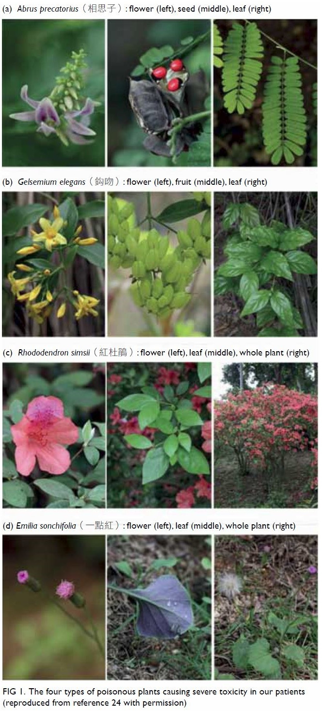 Poisoningtoxic Plants In Hong Kong: A 15 Year Review | Hkmj