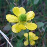 Poisonous Plants: Buttercups | Awkward Botany