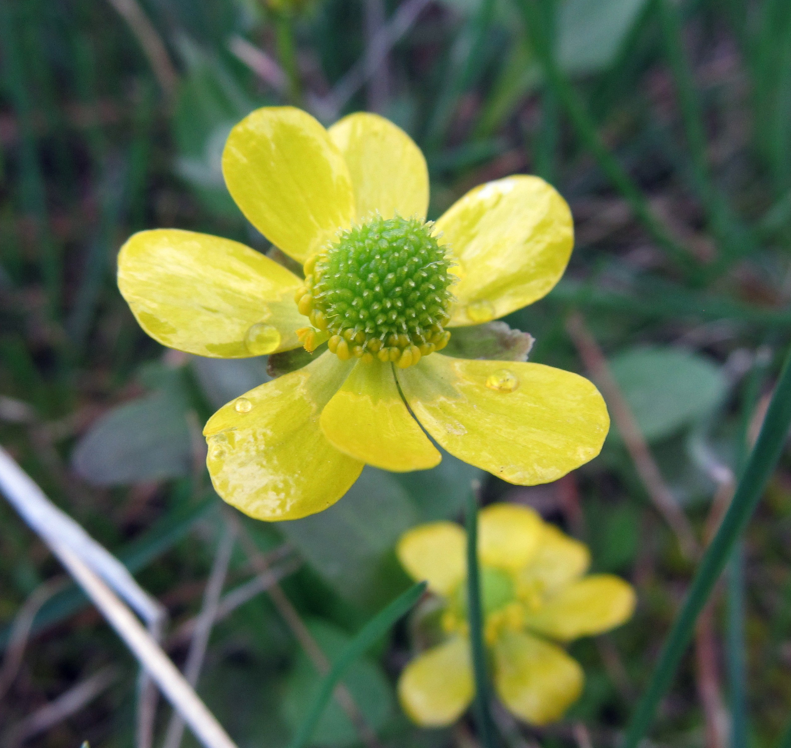 Poisonous Plants: Buttercups | Awkward Botany