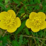 Poisonous Plants: Buttercups | Awkward Botany