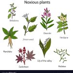 Poisonous Plants Collection Royalty Free Vector Image