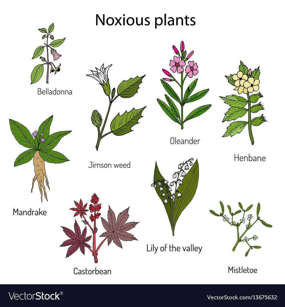 Poisonous Plants Collection Royalty Free Vector Image Kompaser