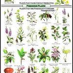 Poisonous Plants | Edible Wild Plants, Poisonous Plants, Wild Plants