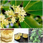 Pokok Bunga Osmanthus Fragrans, Furniture & Home Living, Gardening