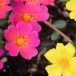 Portulaca Plants – How To Grow Portulaca Flower
