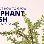 Portulacaria Afra "Elephant Bush" | Succulents And Sunshine