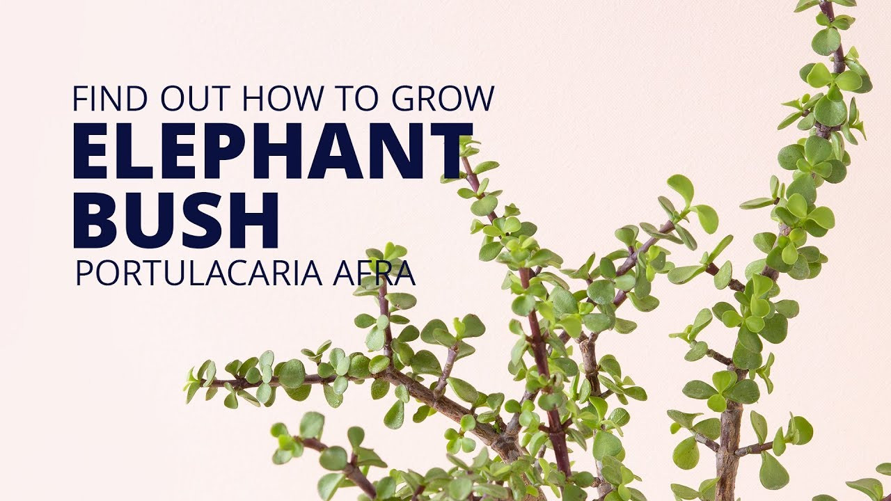 Portulacaria Afra "Elephant Bush" | Succulents And Sunshine