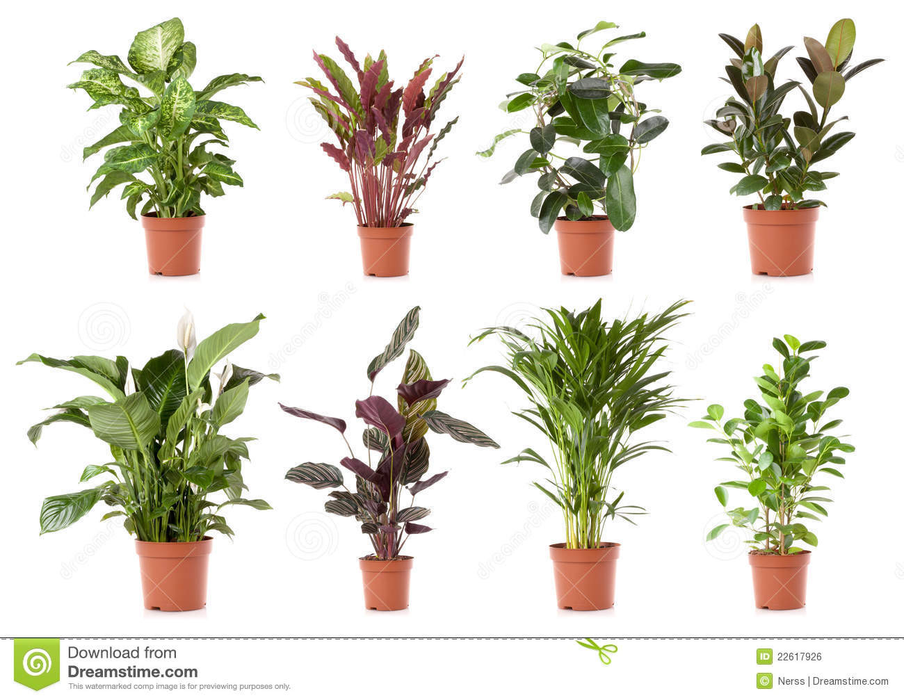 Pot Plant Flower Stock Photo. Image Of Floriculture, Florist