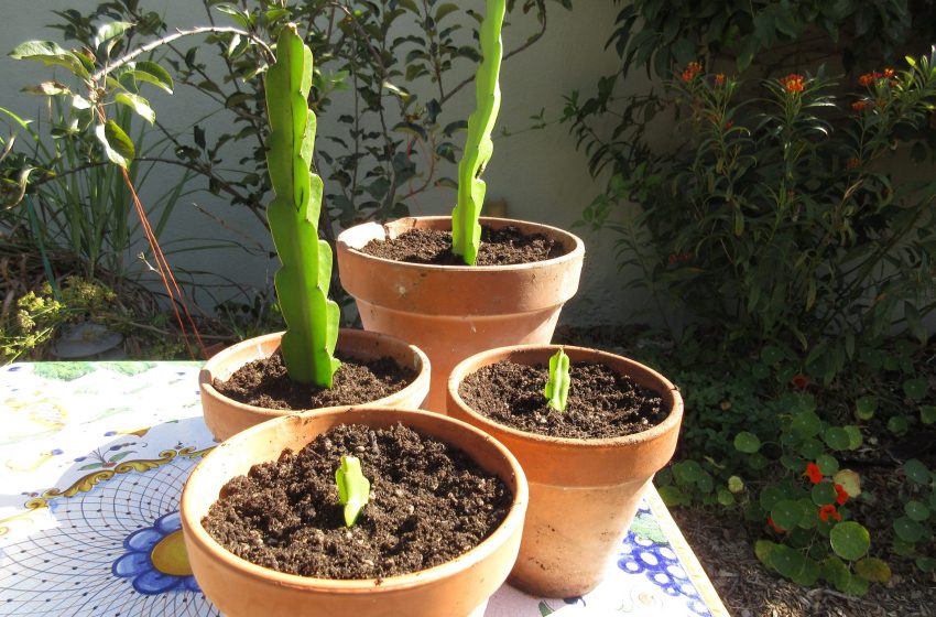  Dragon Fruit Tree Plant