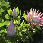 Protea Care And Information – Learn How To Grow Protea Flowers