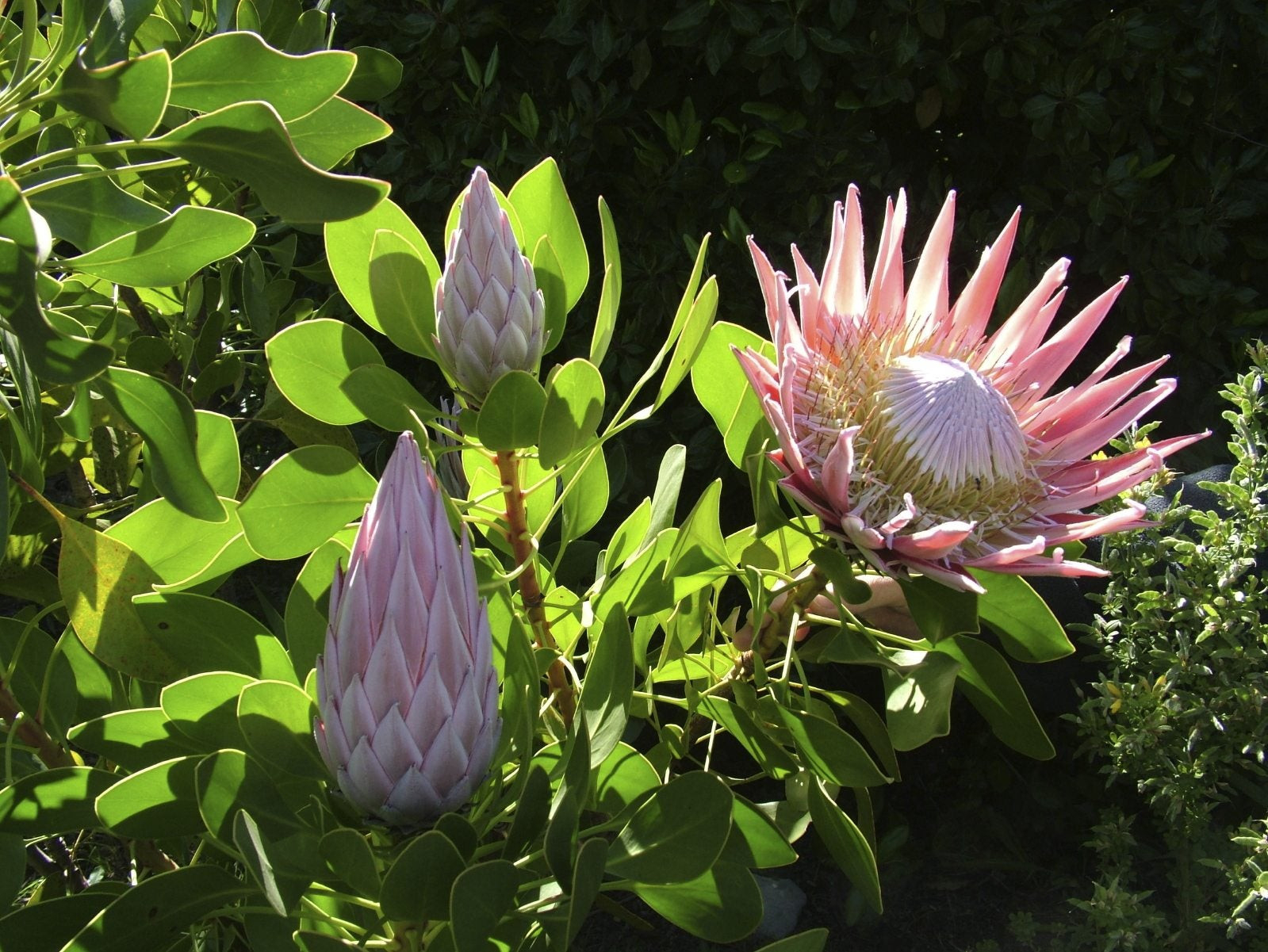 Protea Care And Information – Learn How To Grow Protea Flowers