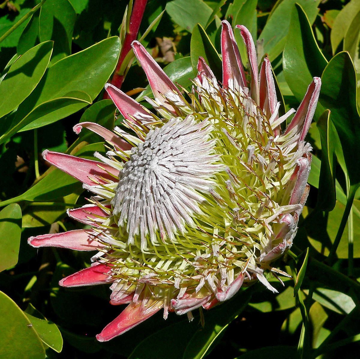 Protea Cynaroides – Wikipedia