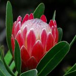 Protea Flowers | Lovetoknow