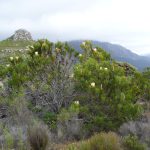 Protea – Wikipedia