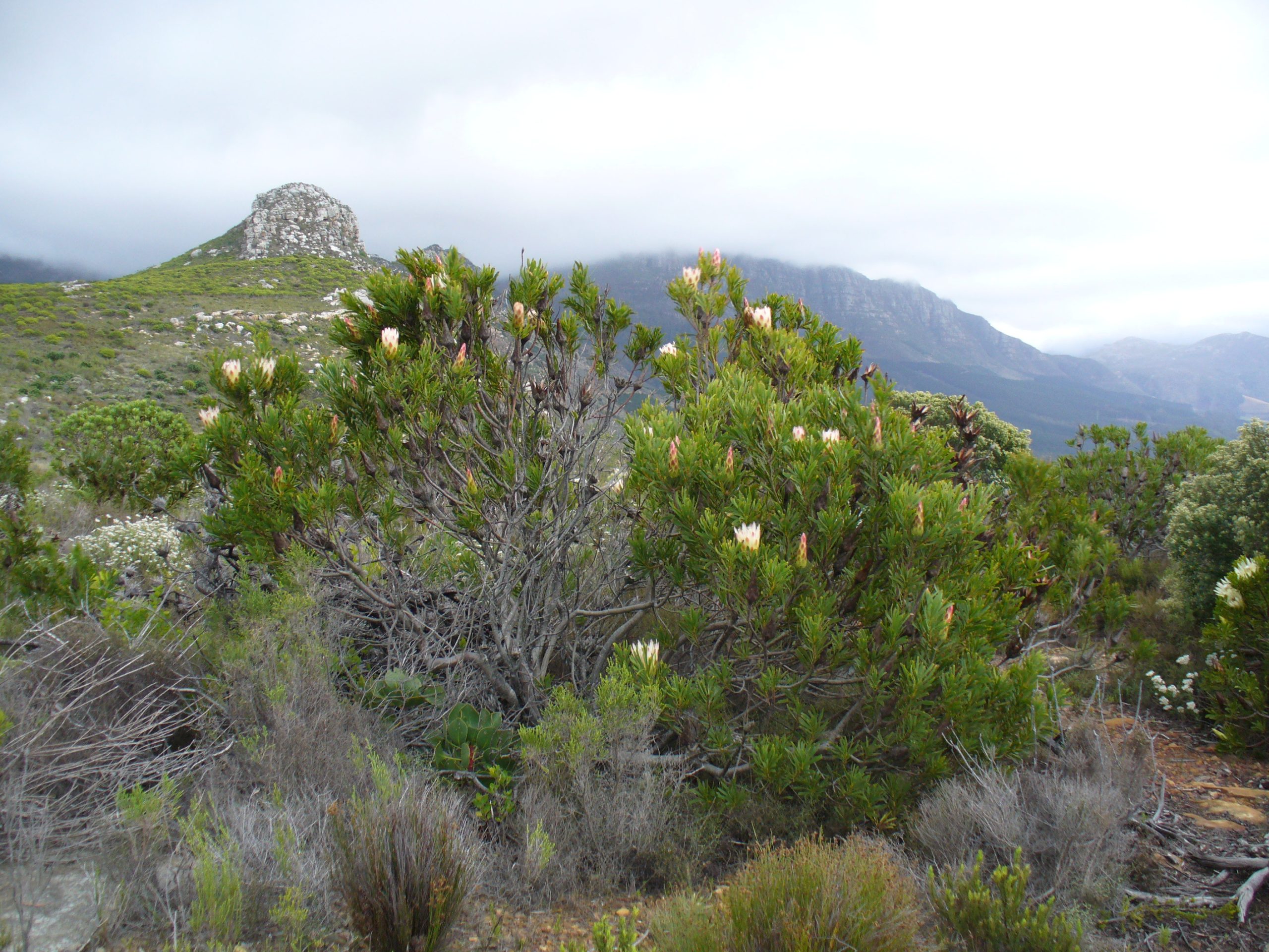 Protea – Wikipedia