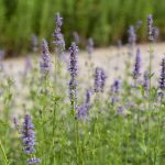 Purple Giant Hyssop: Care And Growing Guide