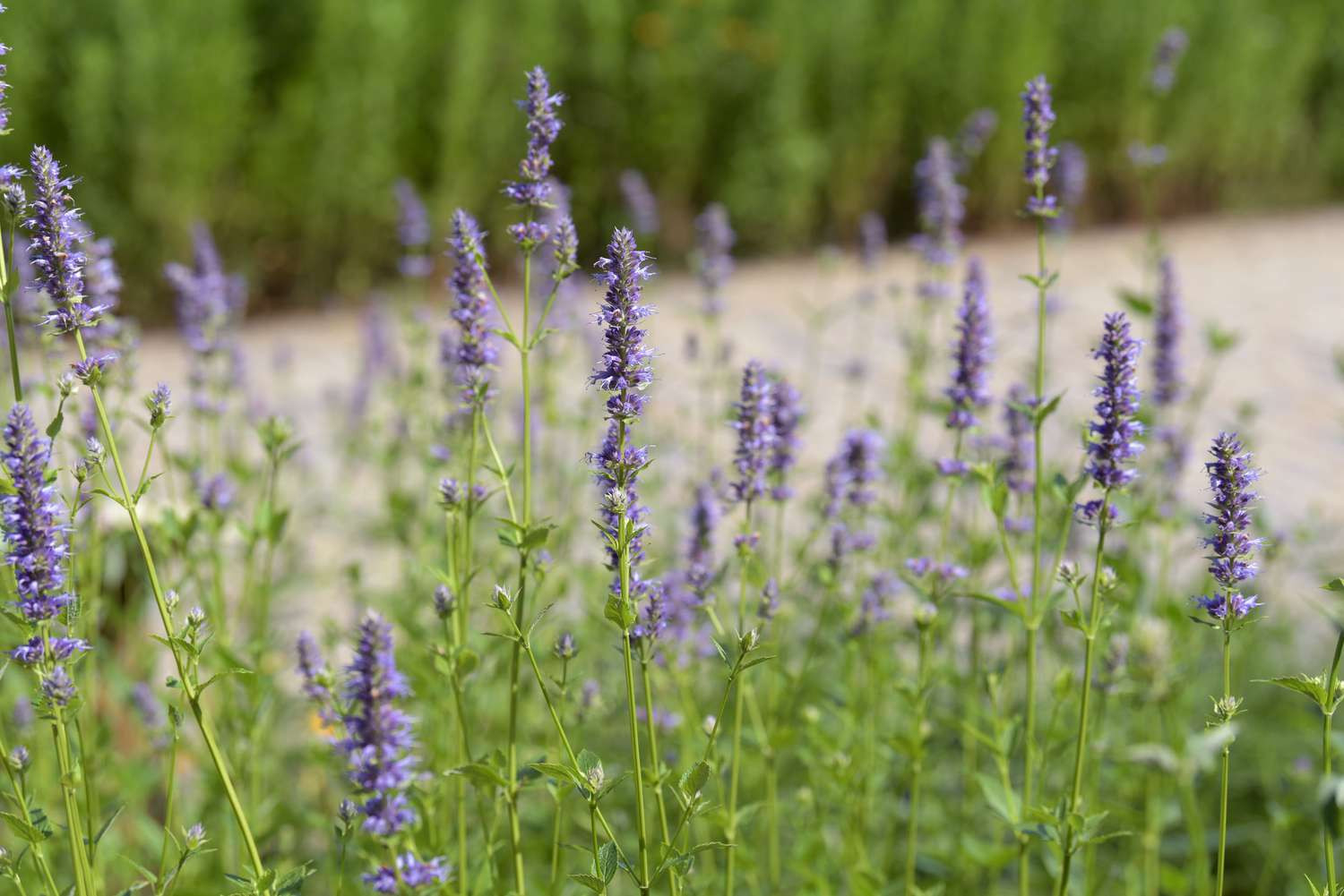 Purple Giant Hyssop: Care And Growing Guide