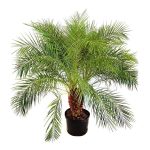 Pygmy Date Palm Care | Phoenix Roebelenii, Care Indoors
