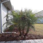 Pygmy Date Palm Install Price – Naples Garden Landscaping Llc