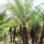 Pygmy Date Palm | Phoenix Roebelenii