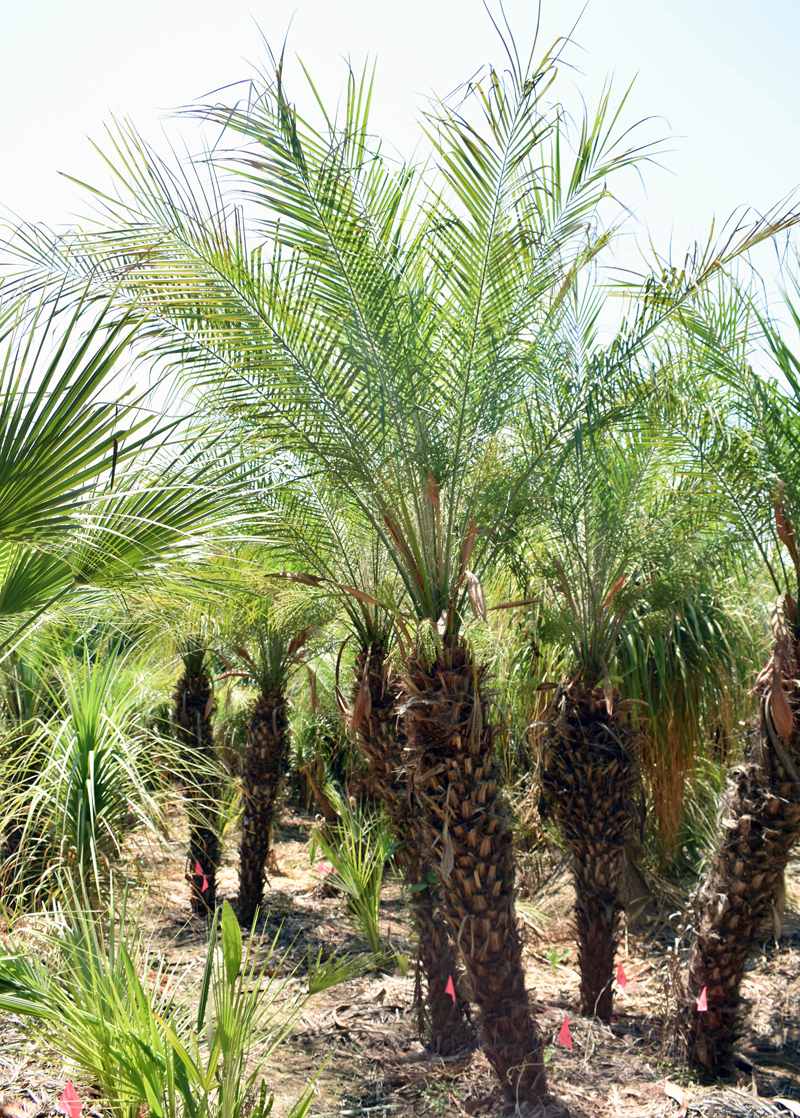 Pygmy Date Palm | Phoenix Roebelenii