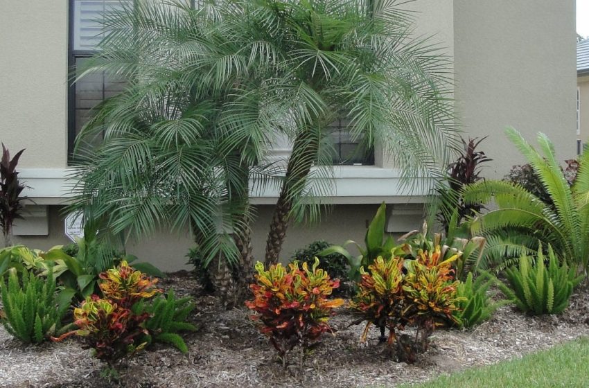  Pygmy Date Palm Plant