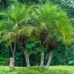 Pygmy Palm Growing – Care For A Pygmy Date Palm Tree
