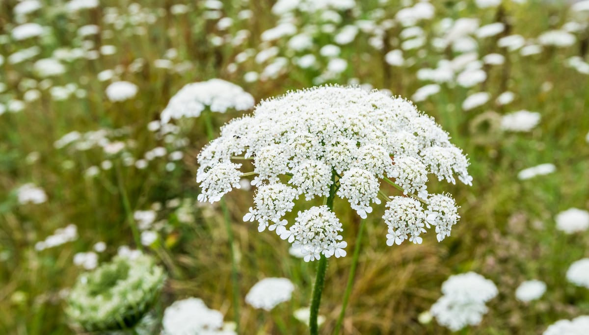 Queen Anne'S Lace: Facts & Folklore - Farmers' Almanac - Plan Your
