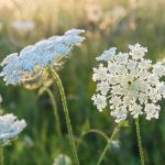 Queen Anne'S Lace Herb: Information About Daucus Carota Queen