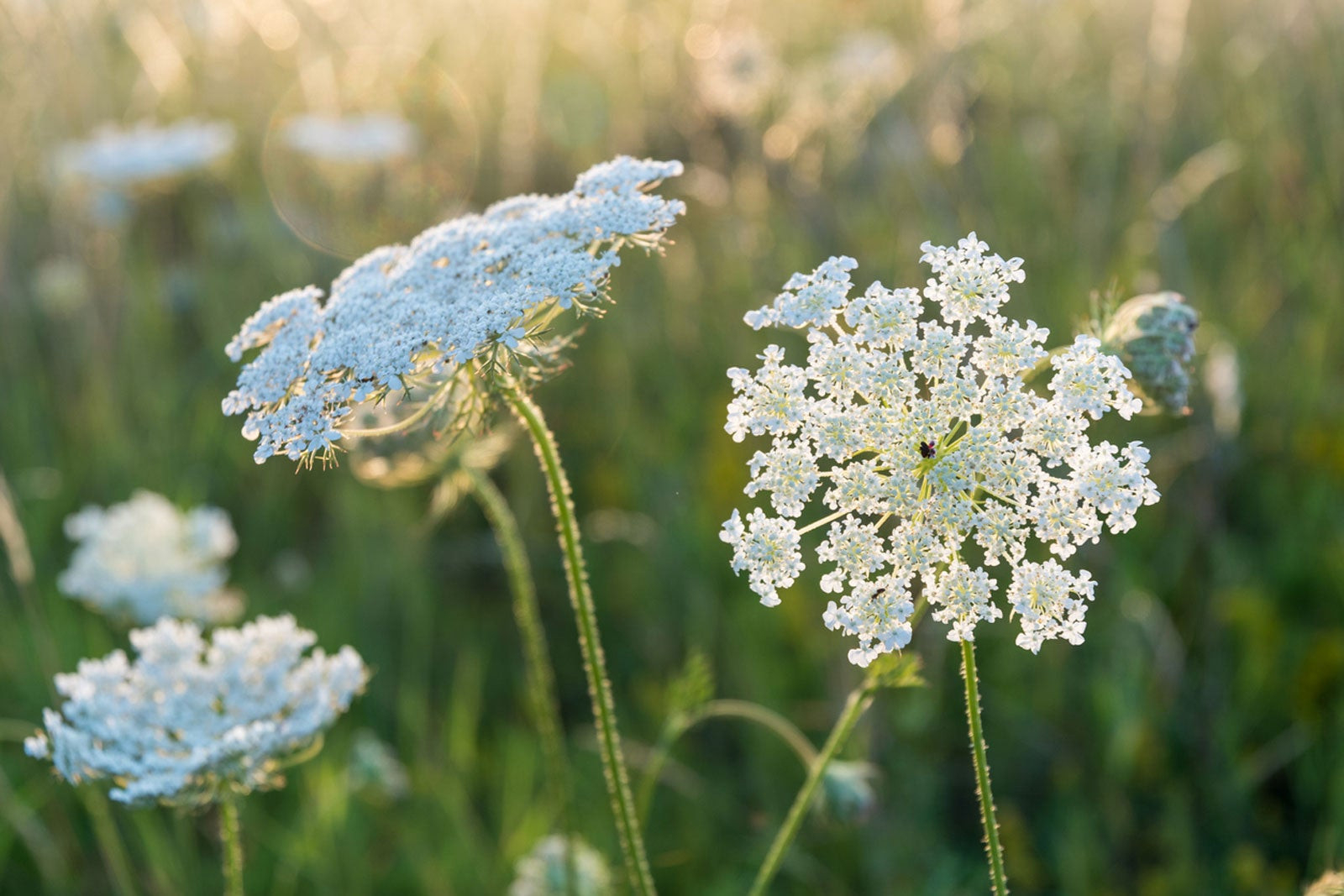Queen Anne'S Lace Herb: Information About Daucus Carota Queen