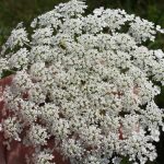 Queen Anne'S Lace Thrives In Landscapes | Mississippi State