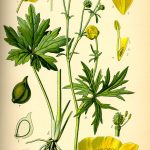 Ranunculus Acris – Wikipedia