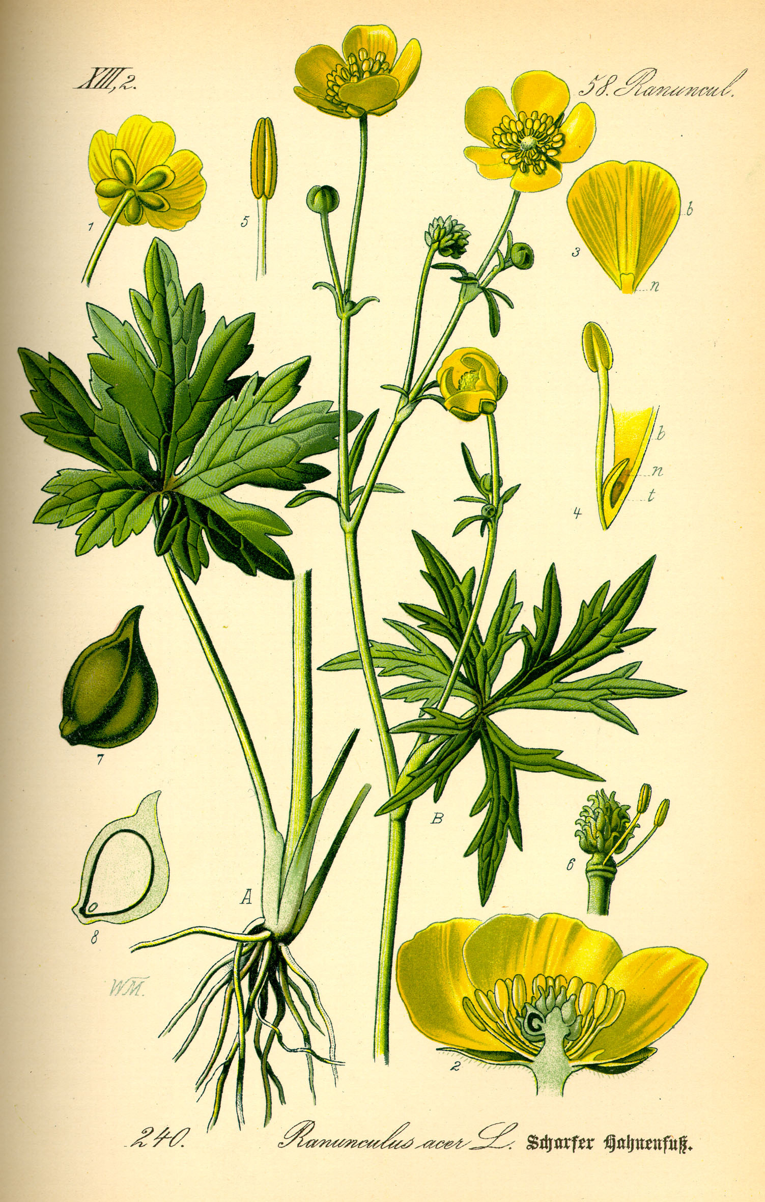 Ranunculus Acris - Wikipedia