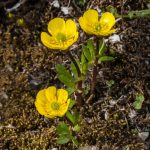 Ranunculus Bulbs: Growing Ranunculus Flowers In The Garden