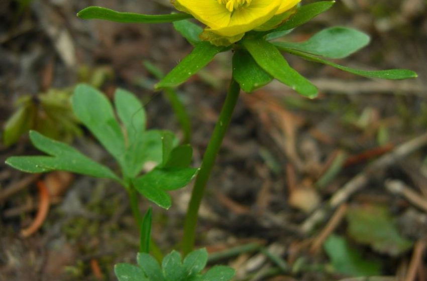  Buttercups Plant