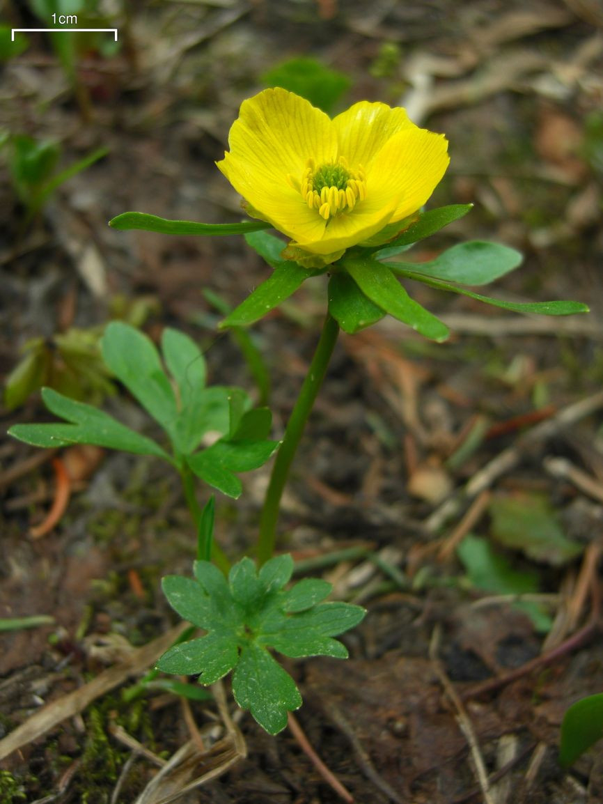 Ranunculus - Wikipedia