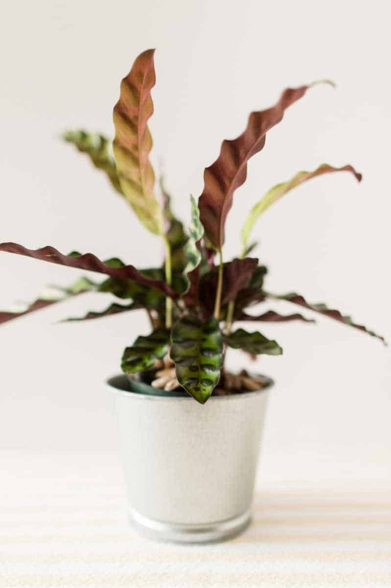 Rattlesnake Plant (Calathea Lancifolia) Care Guide – Growfully