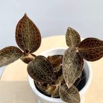 Ready Stock Anoectochilus Setaceus Jewel Orchid Indoor Plant | Lazada
