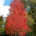Red Maple | Plant | Britannica