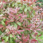 Red Tip Photinia, Photinia Fraseri Red Robin Hedge – How To Care +