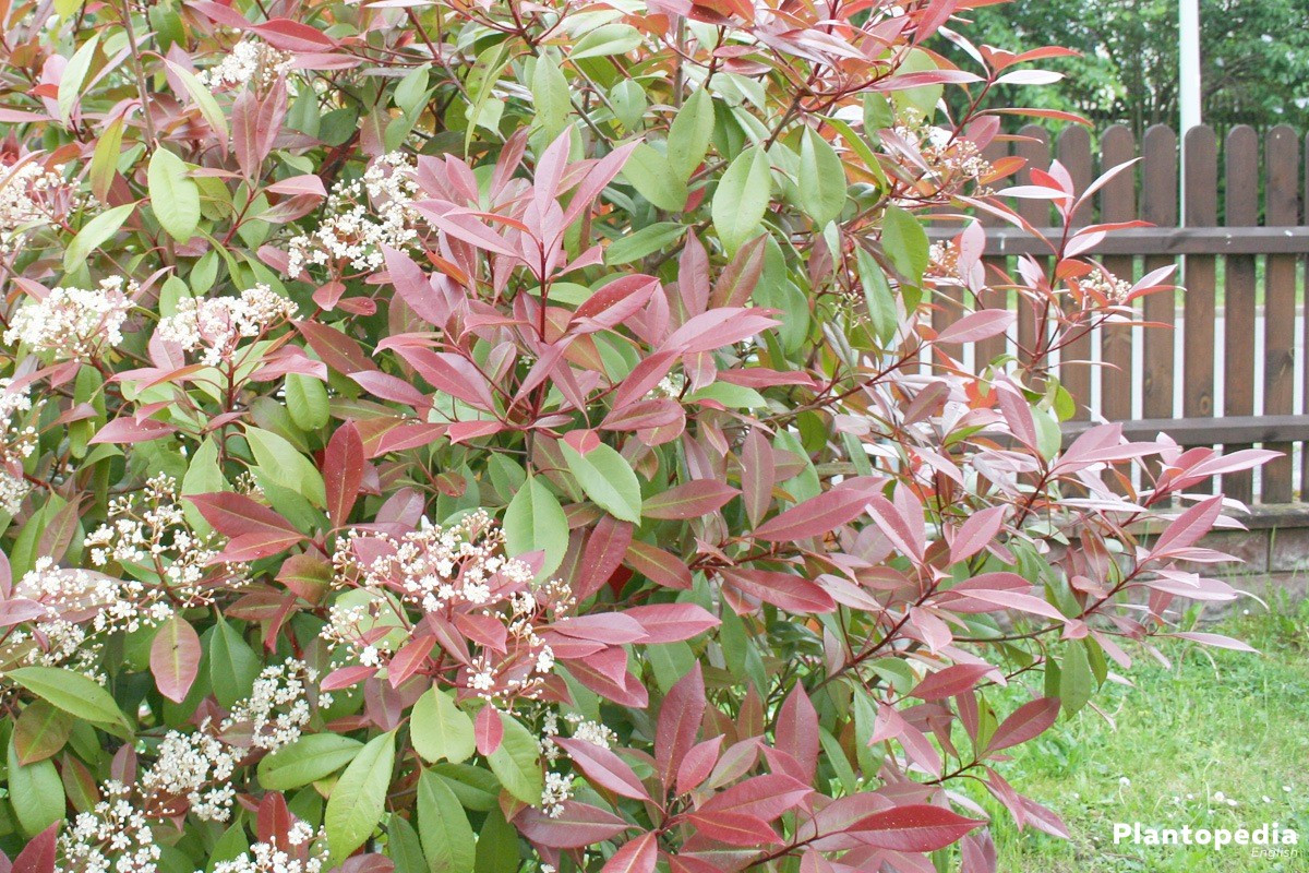 Red Tip Photinia, Photinia Fraseri Red Robin Hedge - How To Care +