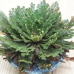 Resurrection Rose Of Jericho – Live Magic Plant Dinosaur Air Fern