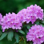 Rhododendron Care - Tips On How To Grow A Rhododendron Bush